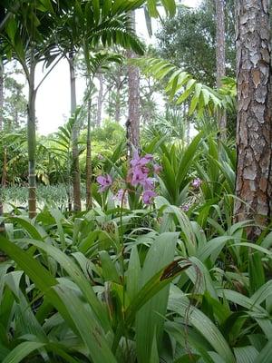 Ground Orchids