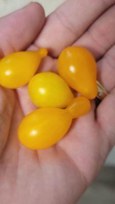 Pear Tomatoes