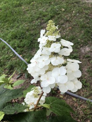 The free oak leaf hydrangea is blooming nicely.