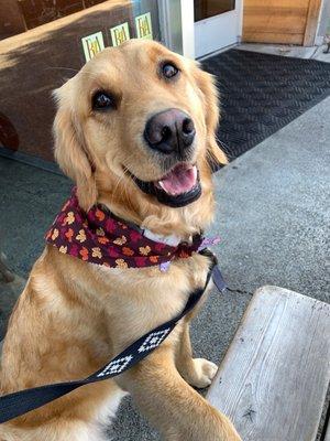 Our 2 year old golden retriever "Lark" after Hannah worked her magic!