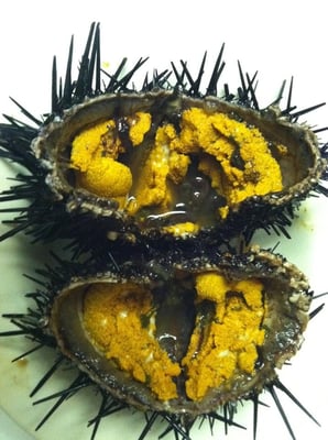 Fresh sea urchin