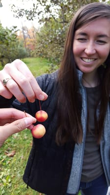 Apples of all shapes and sizes. :)