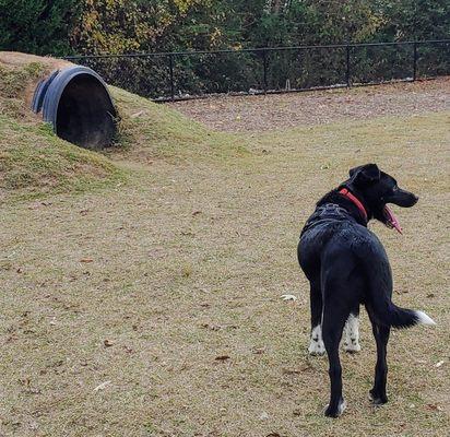 Midland Greenway Dog Park