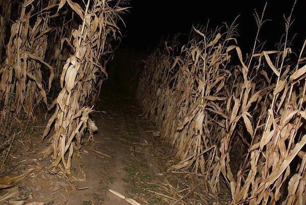 Magic Valley Corn Maze