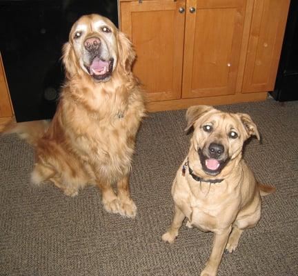 Buddies,Dover & Bear