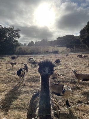 Iris and the herd.