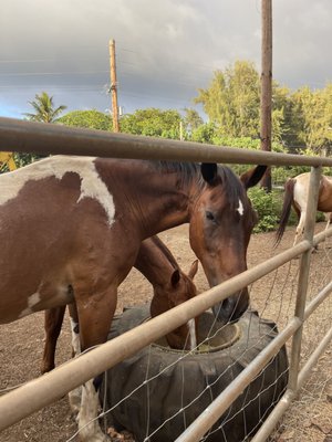 Hearts For Animals Sanctuary & Wellness Center