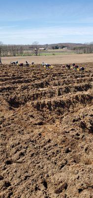 Our laborers planting asparagus in New Era, Michigan.