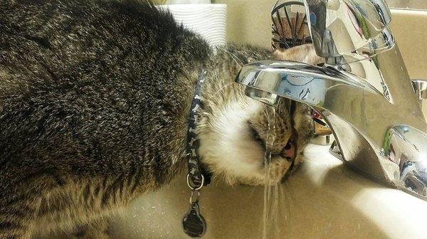 Good ol' Rocco is a sink kitty.