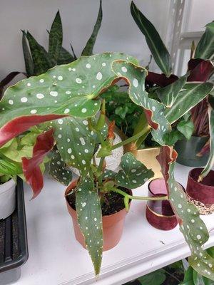 Polka Dot Begonia