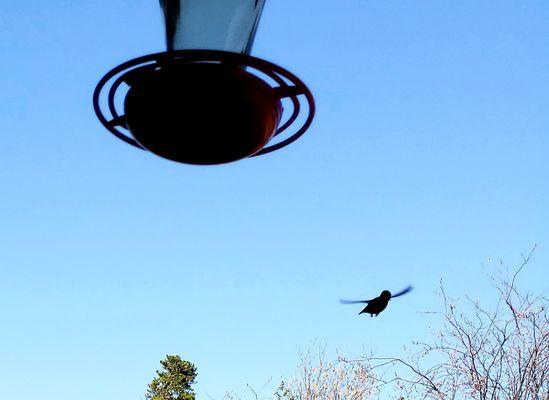 Watching hummingbirds from the lodge porch.