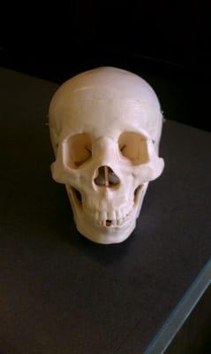 Skulls for anatomy class