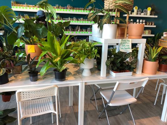 Plants to purify your air