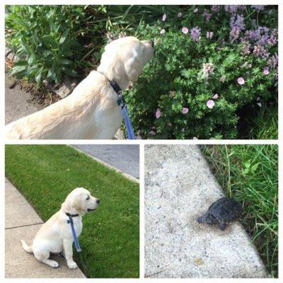 Obi knows that it's important to stop and smell the flowers,  but it's also important to stop and watch the turtles!...