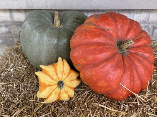 Pumpkin, hay bale and gourds.