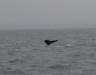 A Humpback Whale Tail