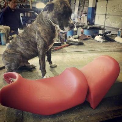 Bob the shop dog, Over sees all projects and Greats every visitor.