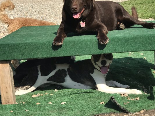 Marvin & Maisy, catching some sun and shade