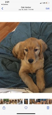 Rosie the golden baby