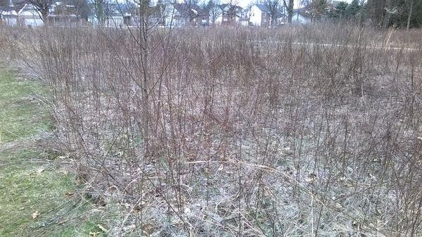 meadow grasses will be springing into color soon