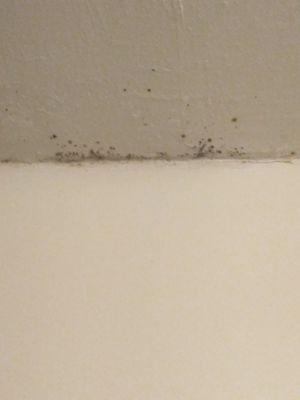 Black mold in restroom