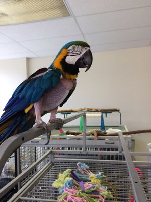 Greater Chicago Cage Bird Rescue and Adoption