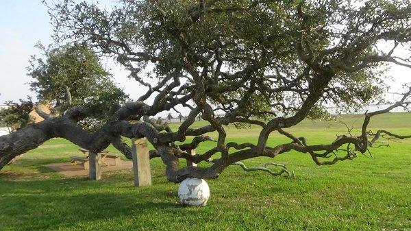 Another cool, old tree at the Schoenstatt Shrine.