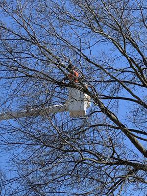 A skilled crew member in the bucket truck during a trim.