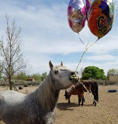 Enchanted Equine Adventures