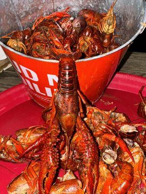 Big juicy spicey boiled crawfish