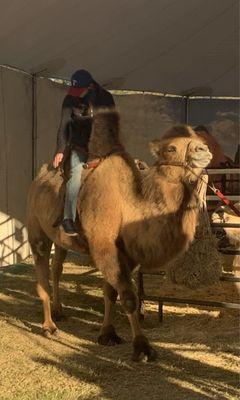 Bactrian Camel