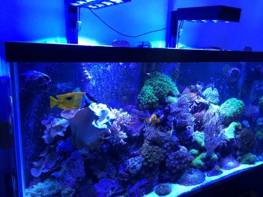 My tank looks better in person. It's so beautiful-lively. Everyone who see my reef tank in person their mouth drops!!