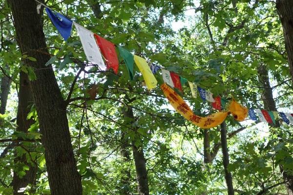 Prayer flags in the oak trees