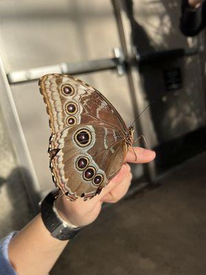 Blue morpho's wings