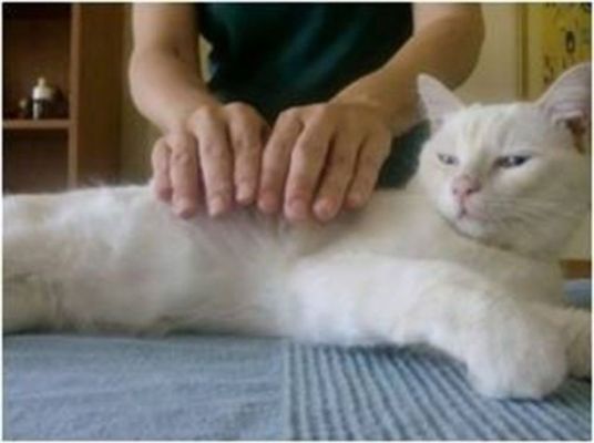 Cats loves Reiki