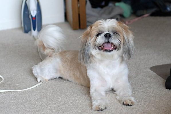 Golden Gate Grooming