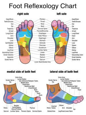 Reflexologists believe in the connection between points on the feet and hands and parts of the body . Reflexology maps provide a guide.