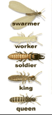 TERMITE CLASS SYSTEM