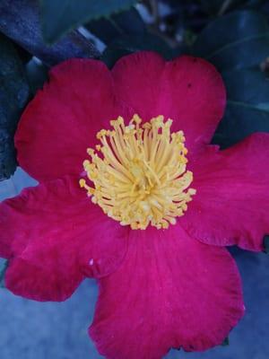 Yuletide Camellia from our Plant Center