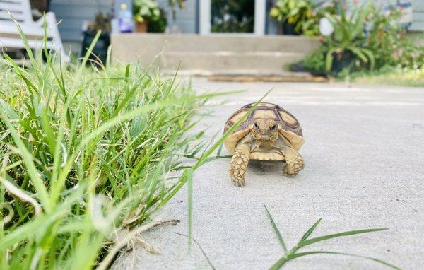 Toby. baby sulcata tortoise