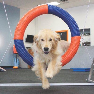 Dog Agility