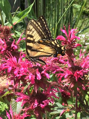 Glebe Mountain Gardens & Landscaping