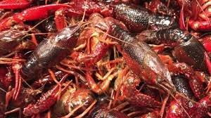 Live Crawfish