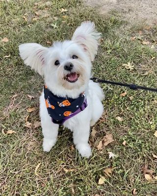 Our pup Snowy after a cut with her cute Halloween bandanna courtesy of city tails