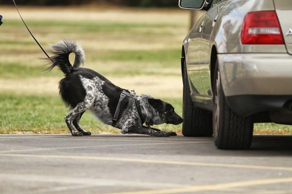 Jackson, 2 yrs old, finding the odor on his vehicle search on his way to earning our Nose Work 1 title.