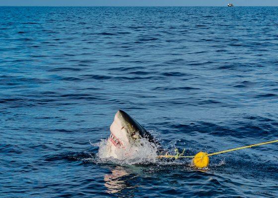 San Diego Shark Diving Expeditions