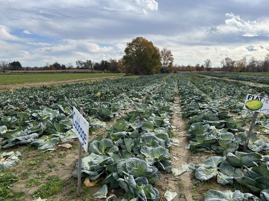 cabbage fields