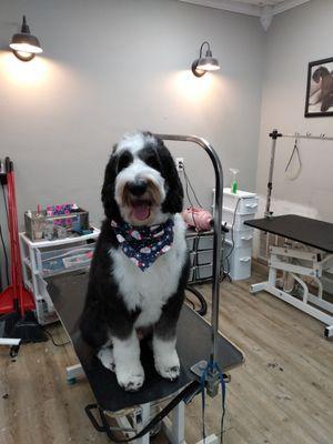 Archie came in for a bath, blowout, and mini groom.