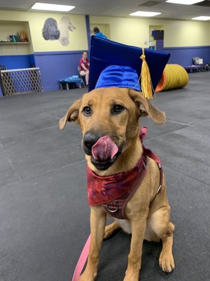 Family dog 1 graduation