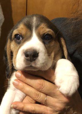 Beagle boy up for adoption